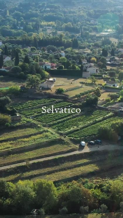 Selvatico Selvatico 영상 썸네일